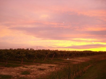 A view from Inniskillin. Nothing more beautiful than a sunset over the vineyard.