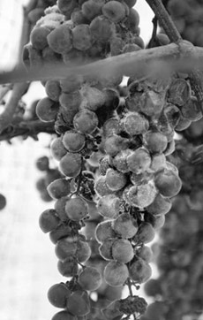 icewine grapes